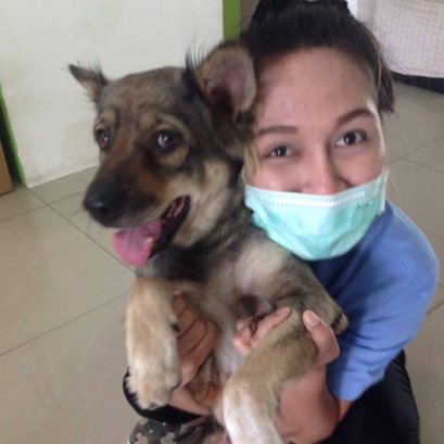 Mammary gland tumor หรือ เนื้องอกเต้านม 